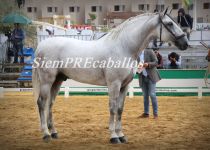 W TESORO DE TORRELUNA, CAMPEON DEL CONCURSO Y CAMPEON DE FUNCIONALIDAD